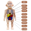 Kids Scientific Educational Human Organ Model DIY Assembled Enlightenment Toys