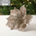(Buy 1 Get 1) Simple Champagne Simulation Gold Powder Christmas Flower Scene Decoration