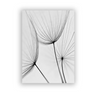 (Buy 1 Get 2) Modern Simple Black White Dandelion Canvas Decorative Painting For Living Room