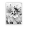 (Buy 1 Get 2) Modern Simple Black White Dandelion Canvas Decorative Painting For Living Room