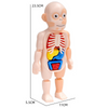 Kids Scientific Educational Human Organ Model DIY Assembled Enlightenment Toys