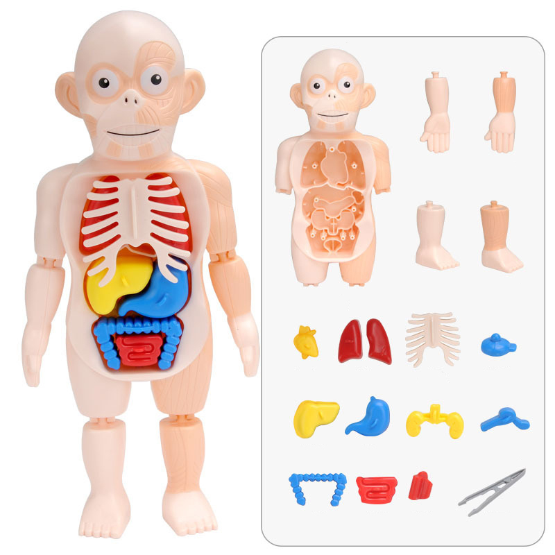 Kids Scientific Educational Human Organ Model DIY Assembled Enlightenment Toys