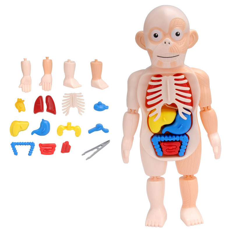 Kids Scientific Educational Human Organ Model DIY Assembled Enlightenment Toys