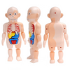 Kids Scientific Educational Human Organ Model DIY Assembled Enlightenment Toys