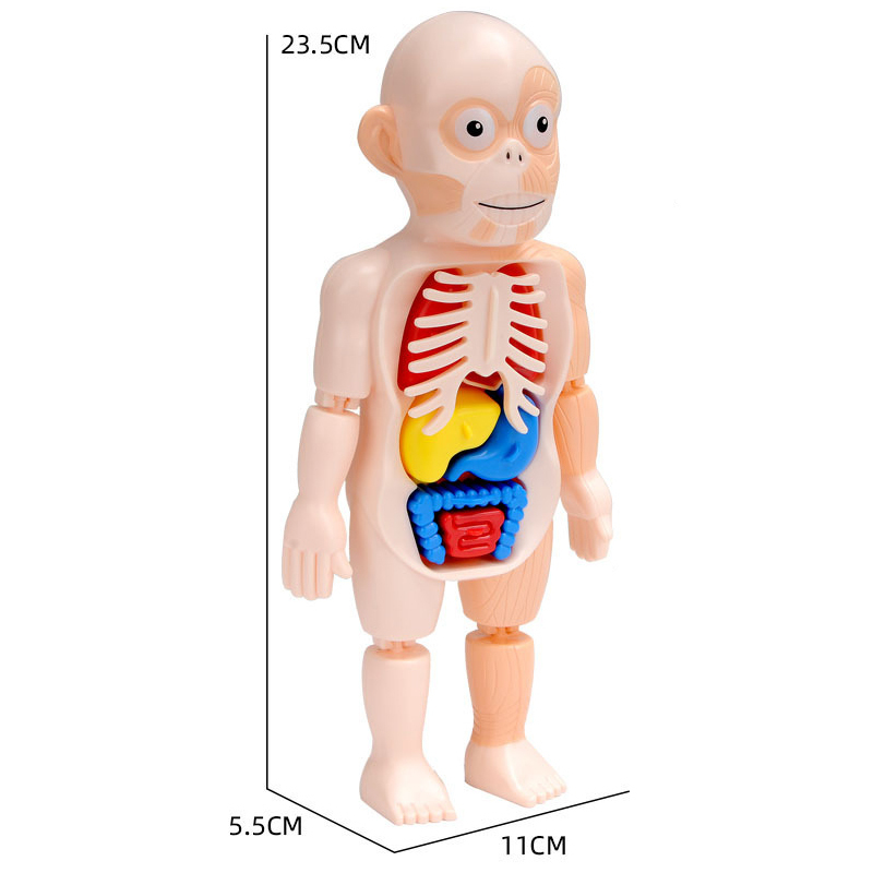 Kids Scientific Educational Human Organ Model DIY Assembled Enlightenment Toys