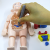 Kids Scientific Educational Human Organ Model DIY Assembled Enlightenment Toys